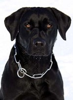 Blacky vom Falkenberg Rettungshund in Ausbildung