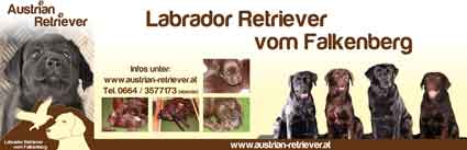 Layout Austrian Retriever Labrador vom Falkenberg 