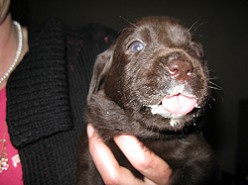 Entwurmung by Austrian Retriever Labrador vom Falkenberg