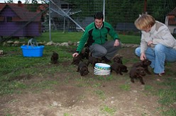 Welpeninteressenten by Austrian Retriever Labrador vom Falkenberg 
