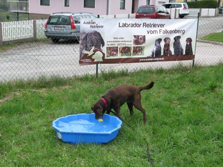 Akria beim Wasserbecken IMG_6217