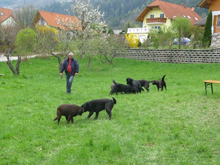 Hundespielen auf der Wiese IMG_6251