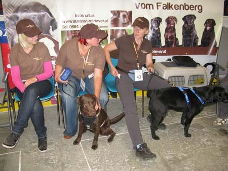 Austrian Retriever bei der Hundeaustellug IMG_7152
