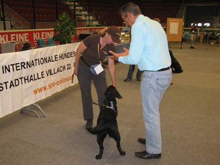 Austrian Retriever bei der Hundeaustellug IMG_7172