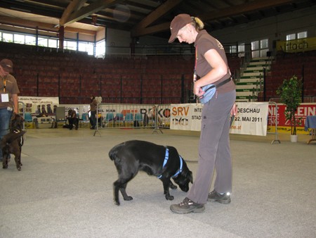Austrian Retriever bei der Hundeaustellug IMG_7207