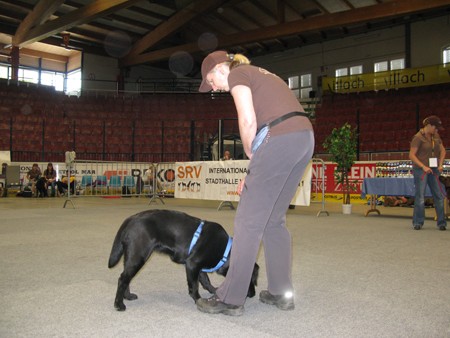 Austrian Retriever bei der Hundeaustellug IMG_7209