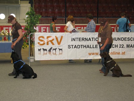 Austrian Retriever bei der Hundeaustellug IMG_7218