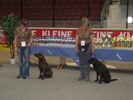 Austrian Retriever bei der Hundeaustellug IMG_7219