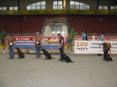 Austrian Retriever bei der Hundeaustellug IMG_7220