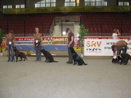 Austrian Retriever bei der Hundeaustellug IMG_7222