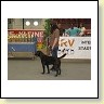 Austrian Retriever bei der Hundeaustellug IMG_7232