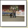 Austrian Retriever bei der Hundeaustellug IMG_7246