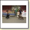 Austrian Retriever bei der Hundeaustellug IMG_7247