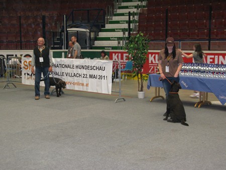 Austrian Retriever bei der Hundeaustellug IMG_7248