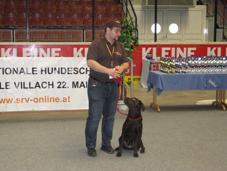 Austrian Retriever bei der Hundeaustellug IMG_7255