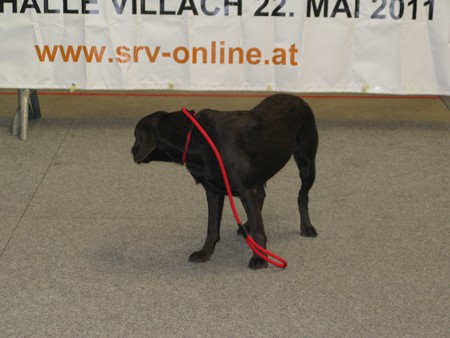 Austrian Retriever bei der Hundeaustellug IMG_7258