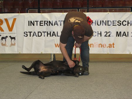 Austrian Retriever bei der Hundeaustellug IMG_7262