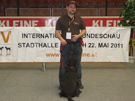 Austrian Retriever bei der Hundeaustellug IMG_7267