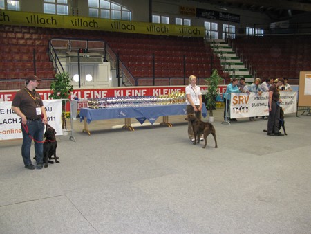 Austrian Retriever bei der Hundeaustellug IMG_7283