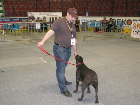 Austrian Retriever bei der Hundeaustellug IMG_7290