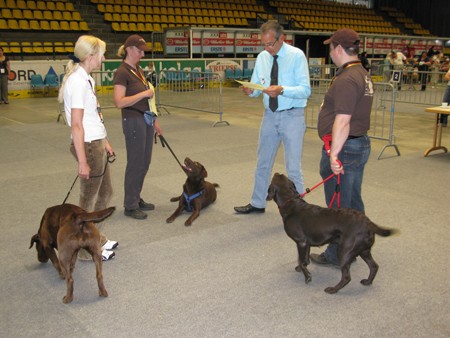 Austrian Retriever bei der Hundeaustellug IMG_7297