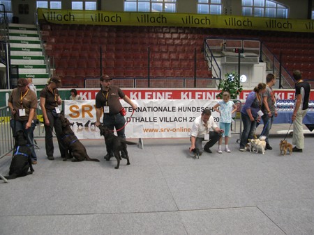 Austrian Retriever bei der Hundeaustellug IMG_7309