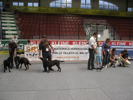 Austrian Retriever bei der Hundeaustellug IMG_7319