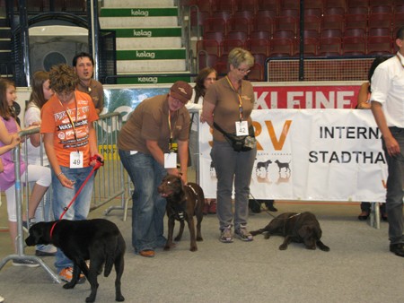 Austrian Retriever bei der Hundeaustellug IMG_7327