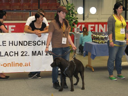 Austrian Retriever bei der Hundeaustellug IMG_7339
