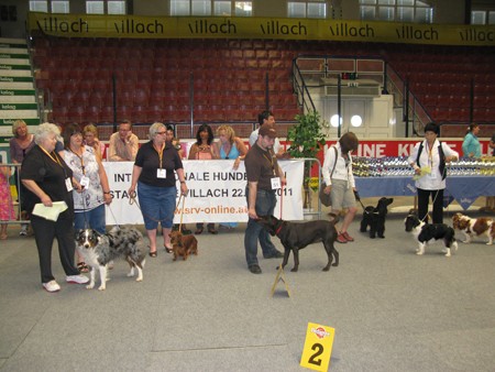 Austrian Retriever bei der Hundeaustellug IMG_7351