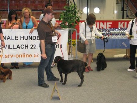 Austrian Retriever bei der Hundeaustellug IMG_7353