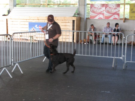 Austrian Retriever bei der Hundeaustellung IMG_857