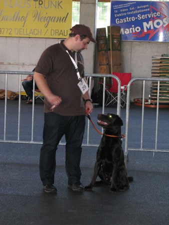 Austrian Retriever bei der Hundeaustellung IMG_869