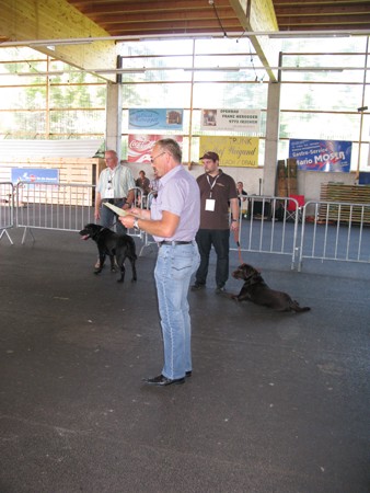 Austrian Retriever bei der Hundeaustellung IMG_871