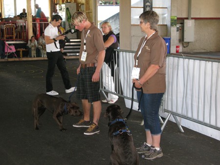 Austrian Retriever bei der Hundeaustellung IMG_894