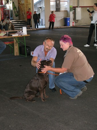 Austrian Retriever bei der Hundeaustellung IMG_895