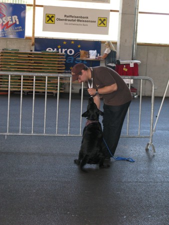 Austrian Retriever bei der Hundeaustellung IMG8209