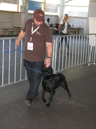 Austrian Retriever bei der Hundeaustellung IMG8212