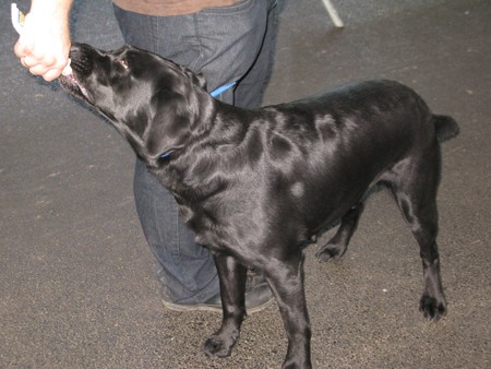 Austrian Retriever bei der Hundeaustellung IMG8214