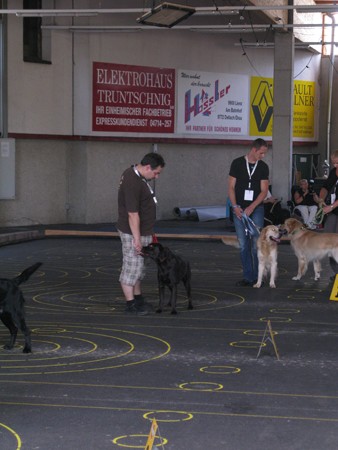 Austrian Retriever bei der Hundeaustellung IMG8278