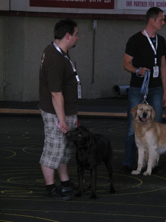 Austrian Retriever bei der Hundeaustellung IMG8279