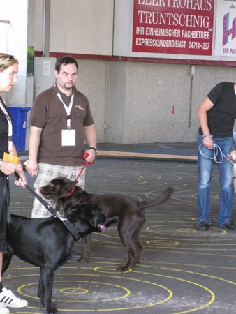 Austrian Retriever bei der Hundeaustellung IMG8281