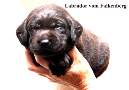 Austrian Retriever Labrador vom Falkenberg IMGK_32